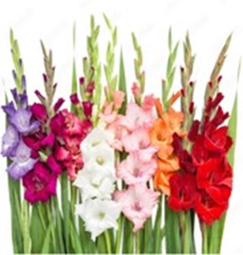 ASSORTED GLADIOLAS
